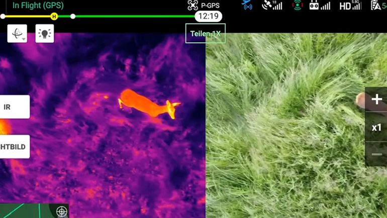 Ελβετία: Σώζουν τα μωρά ελάφια που παγιδεύονται με θερμικά drones